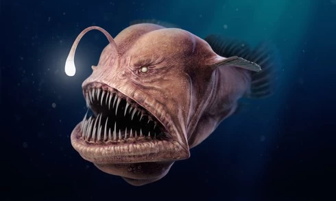 Cá cần câu với đặc trưng xương sống trên miệng có khả năng phát sáng.