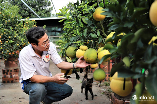 Độc đáo vườn bưởi bonsai hình hồ lô đang hút khách dịp Tết Canh Tý này