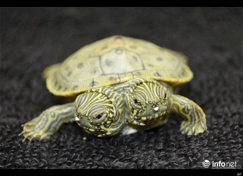 Một chú rùa hai đầu có chung mai nở ra từ trứng tại vườn thú San Antonio, Mỹ. Hai chiếc đầu được đặt tên gọi lần lượt là Thelma và Louise.