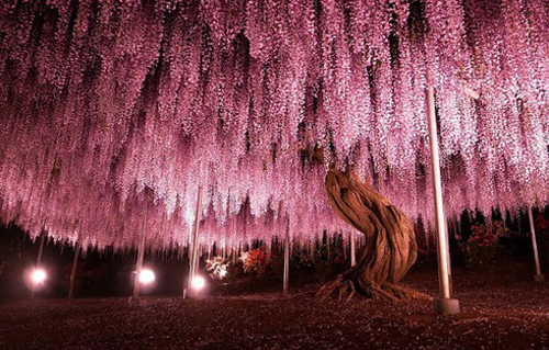 Vẻ đẹp thần tiên 'không tin nổi' của vườn hoa tử đằng trăm tuổi