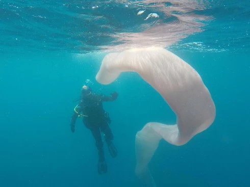Phát hiện sinh vật lạ "vô hình" dưới biển New Zealand