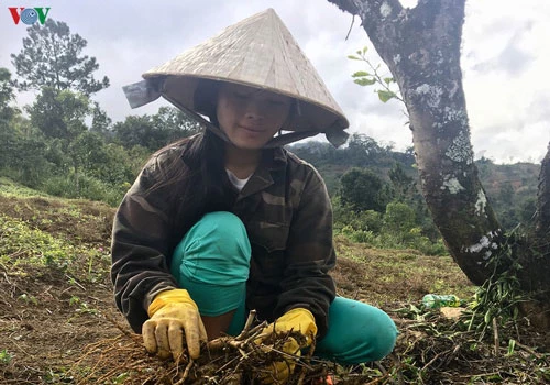 Chị Y Hiếp thu hoạch sâm dây.