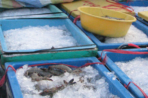 Cà Mau: Gom mua 300kg tôm sú bơm tạp chất, nhận phạt 30 triệu đồng