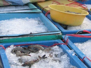 Cà Mau: Gom mua 300kg tôm sú bơm tạp chất, nhận phạt 30 triệu đồng
