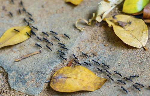 Kiến nhận biết xác chết thế nào?