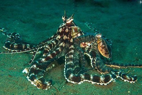 Vì sao bạch tuộc được công nhận là sinh vật quái dị nhất hành tinh