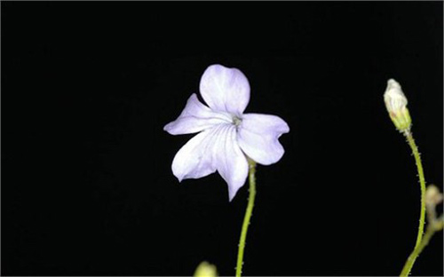 Phát hiện 3 loài cây ăn thịt động vật dưới lòng đất