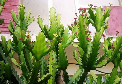 Đầu năm trồng cây lấy lộc chớ dại chọn 3 loại này mà tán gia bại sản, vợ chồng ly tán