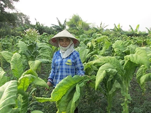 Năm 2020 hạn ngạch nhập khẩu thuốc lá nguyên liệu là 59.098 tấn, cao hơn năm 2019 2.814 tấn