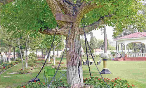 Chuyện lạ về một cây xanh "bị trói" hơn 100 năm qua