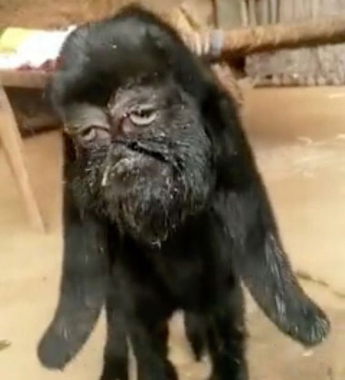 Dê mặt người được tôn thờ ở Ấn Độ