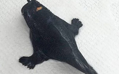 Kỳ dị cá đen có 2 chân