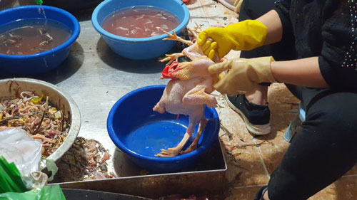 Hải Dương: "Hốt bạc" từ dịch vụ mổ gà thuê ngày Tết