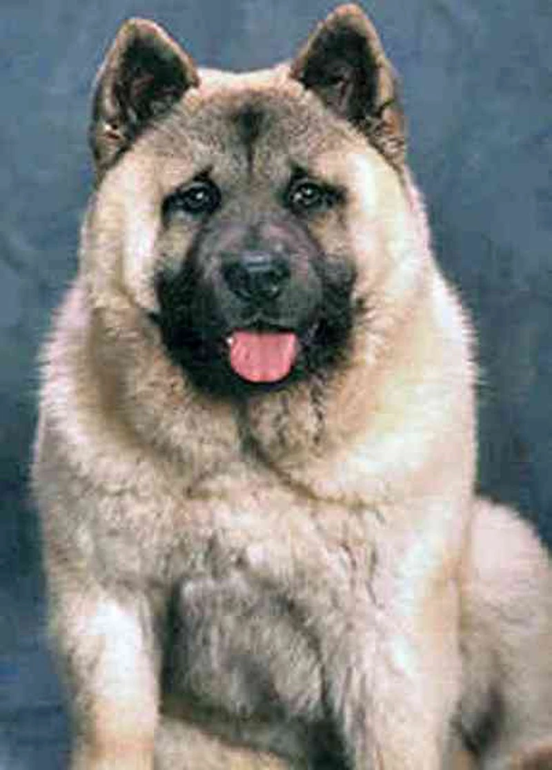Giống chó Foo Trung Quốc được tìm thấy chủ yếu ở Châu Á. Chúng được các nhà sư nuôi để canh gác, bảo vệ trong những ngôi đền.