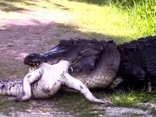 Kinh hãi trước cảnh cá sấu ‘ăn tươi nuốt sống’ đồng loại