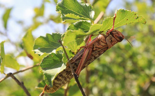 Những đàn châu chấu khổng lồ càn quét khắp Đông Phi
