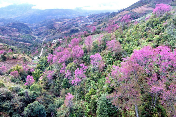 Rực rỡ sắc đào rừng ở vùng cao Mù Cang Chải