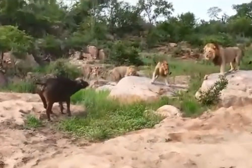 CLIP: Trâu rừng chiến đấu với 3 con sư tử đực và cái kết