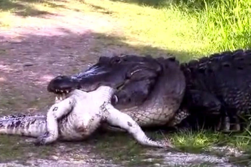 Cá sấu tha đồng loại vào bụi rậm để tiếp tục ăn thịt.