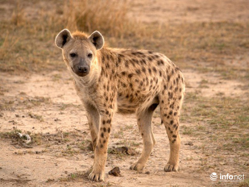 25 giống chó lạ, độc, hiếm gặp trên thế giới