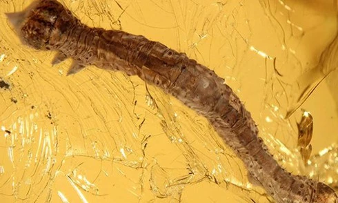 Sâu bướm cổ xưa nguyên vẹn trong hổ phách 44 triệu năm
