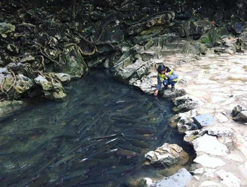 Mãn nhãn trước suối cá thần “khổng lồ” ở Thanh Hóa