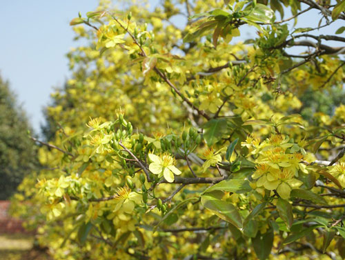 Ngắm những “cụ” mai tiền tỷ của người nông dân Vĩnh Long