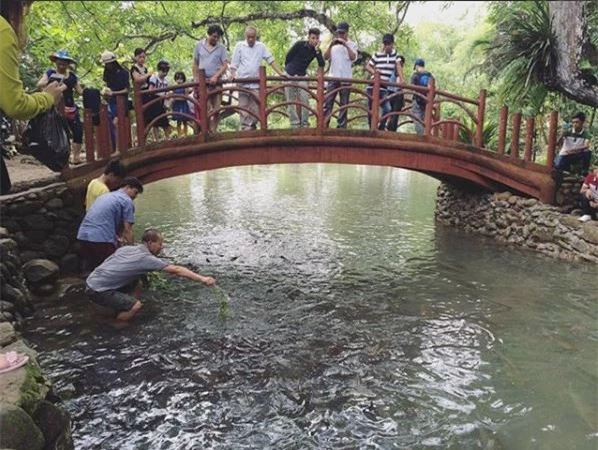 Nhiều du khách thích thú khi được ngắm nhìn đàn cá khổng lồ với hàng nghìn con bơi lội dày đặc dưới mặt nước. Ảnh: @stand.up.56808