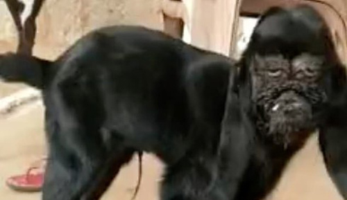 Kỳ lạ con dê mang khuôn mặt người đau khổ ở Ấn Độ