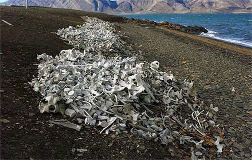 Rùng rợn ở bãi biển đầy xương trắng