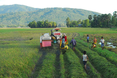 Thú vui đuổi bắt chuột trên ruộng đồng ở miền Tây