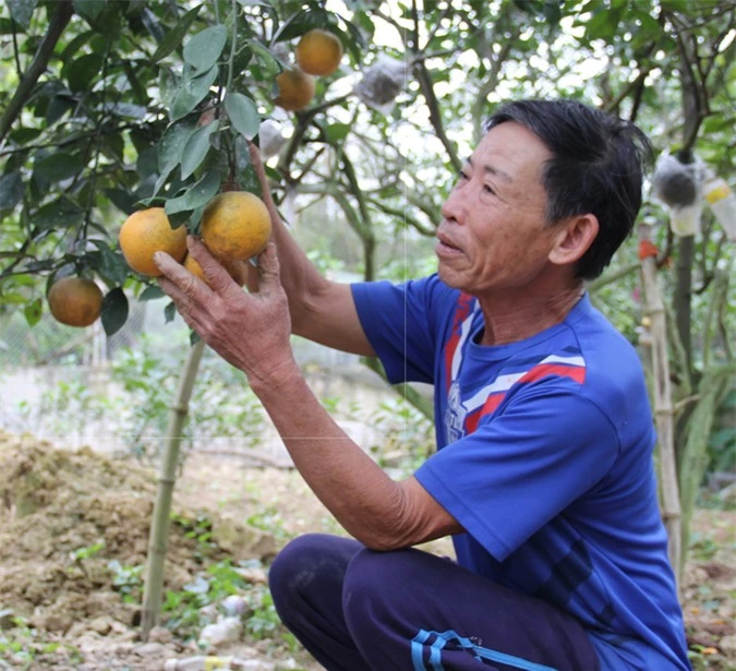 Cam “tiến vua”  Xã Đoài, ăn một lần là nhớ mãi - Ảnh 6.