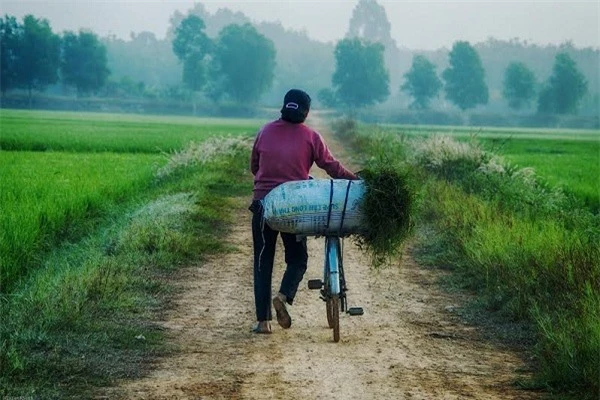 Người mẹ đang chở bao tải cỏ về cho những chú trâu, chú bò nhà mình.