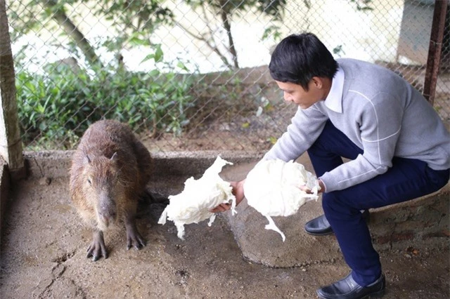 Hà Nội xuất hiện chuột khổng lồ nặng hơn 50 kg nuôi như nuôi lợn - 2