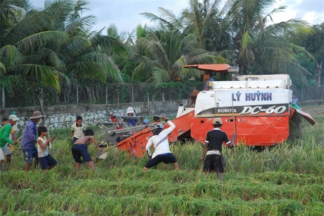 Thú vui đuổi bắt chuột trên ruộng đồng ở miền Tây - 6