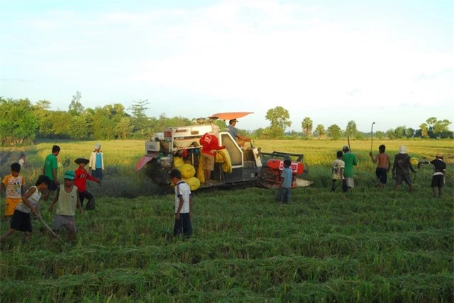 Thú vui đuổi bắt chuột trên ruộng đồng ở miền Tây - 9