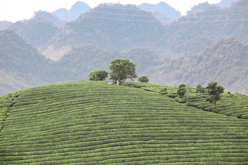 Những cánh đồng chè đầy thơ mộng ở Mộc Châu