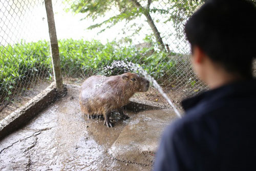 Hà Nội xuất hiện chuột khổng lồ nặng hơn 50 kg nuôi như nuôi lợn