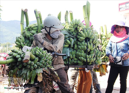 Nông dân vùng cao thu về cả trăm triệu nhờ vụ chuối Tết