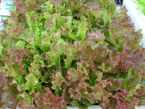 Bí mật nhà hàng không bao giờ 'hé răng' về những món ăn bán chạy