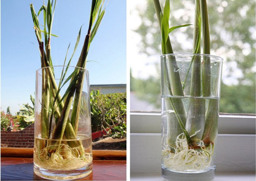 Bí quyết đuổi muỗi nhanh gọn không cần dùng hóa chất ai cũng cần biết