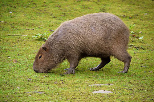 Những sự thật thú vị về loài chuột