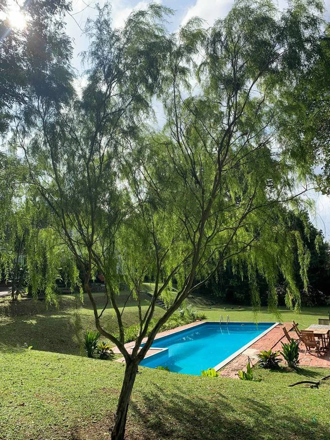 Căn biệt thự cổ 80 năm tuổi nằm được thiết kế mang hơi hướng châu Âu, phía ngoài vườn còn có hồ bơi cùng cây cối xanh mát, thoáng đãng.