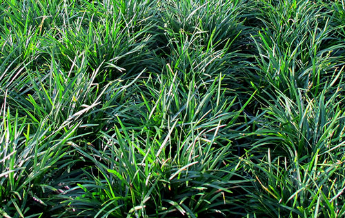 Bài thuốc trị chứng phế thận âm hư