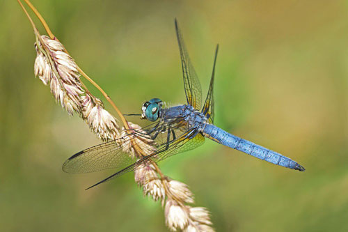 Bộ mặt thật 'tàn độc' của 'gã công tử' chuồn chuồn xanh