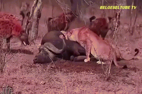 Xem linh cẩu cậy đông, "đánh hội đồng" sư tử để cướp mồi