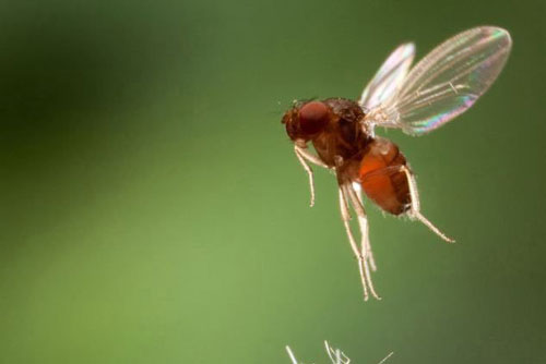 Khám phá 'sốc' về loài ruồi giấm đầy rẫy trong nhà bạn