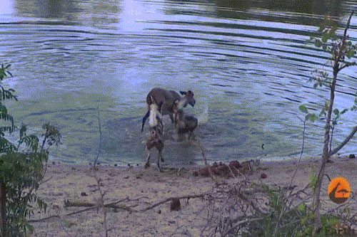 Chó hoang tàn độc, ăn tươi nuốt sống linh dương mang thai