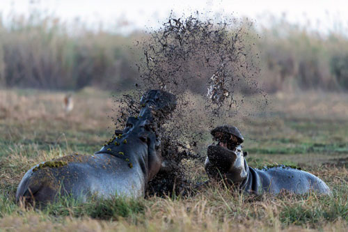Màn kịch chiến "long trời lở đất" của loài hà mã