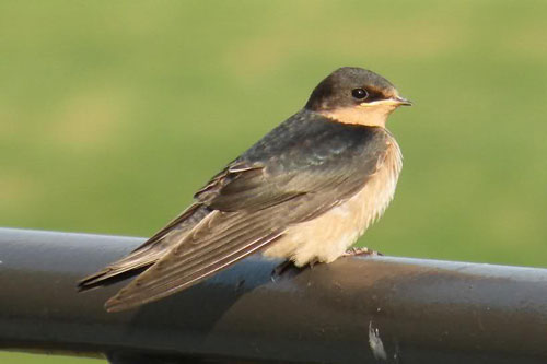 Những khám phá 'bất ngờ' về loài chim én